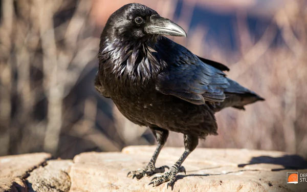HD desktop wallpaper featuring a sharp, detailed photograph of a common raven standing on a rock, showcasing its glossy black feathers in natural light.