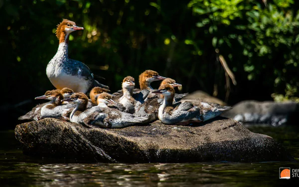  Merganser Ducks by Deremer Studios