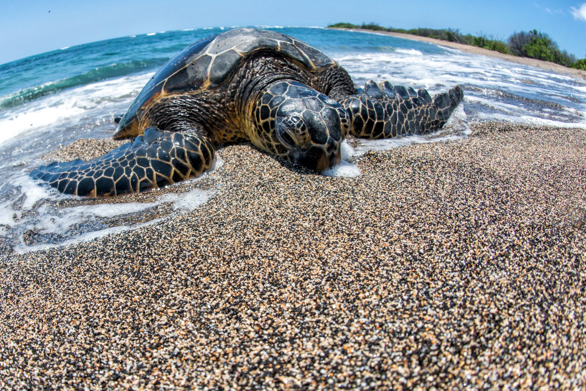 Download Sand Ocean Animal Turtle HD Wallpaper