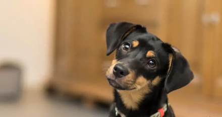 HD desktop wallpaper of a curious dog wearing a muzzle, showcasing its expressive eyes and sleek black and tan fur in a softly blurred indoor setting.