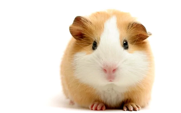 HD desktop wallpaper featuring a cute guinea pig with light brown and white fur, facing the camera against a white background.