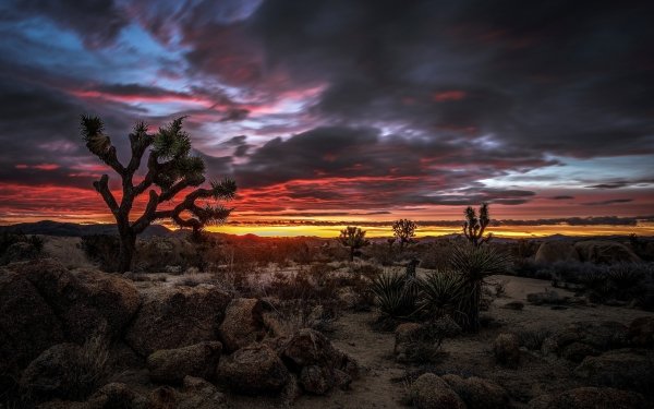 Earth Desert Nature Sunrise Landscape Cloud Joshua Tree HD Wallpaper | Background Image