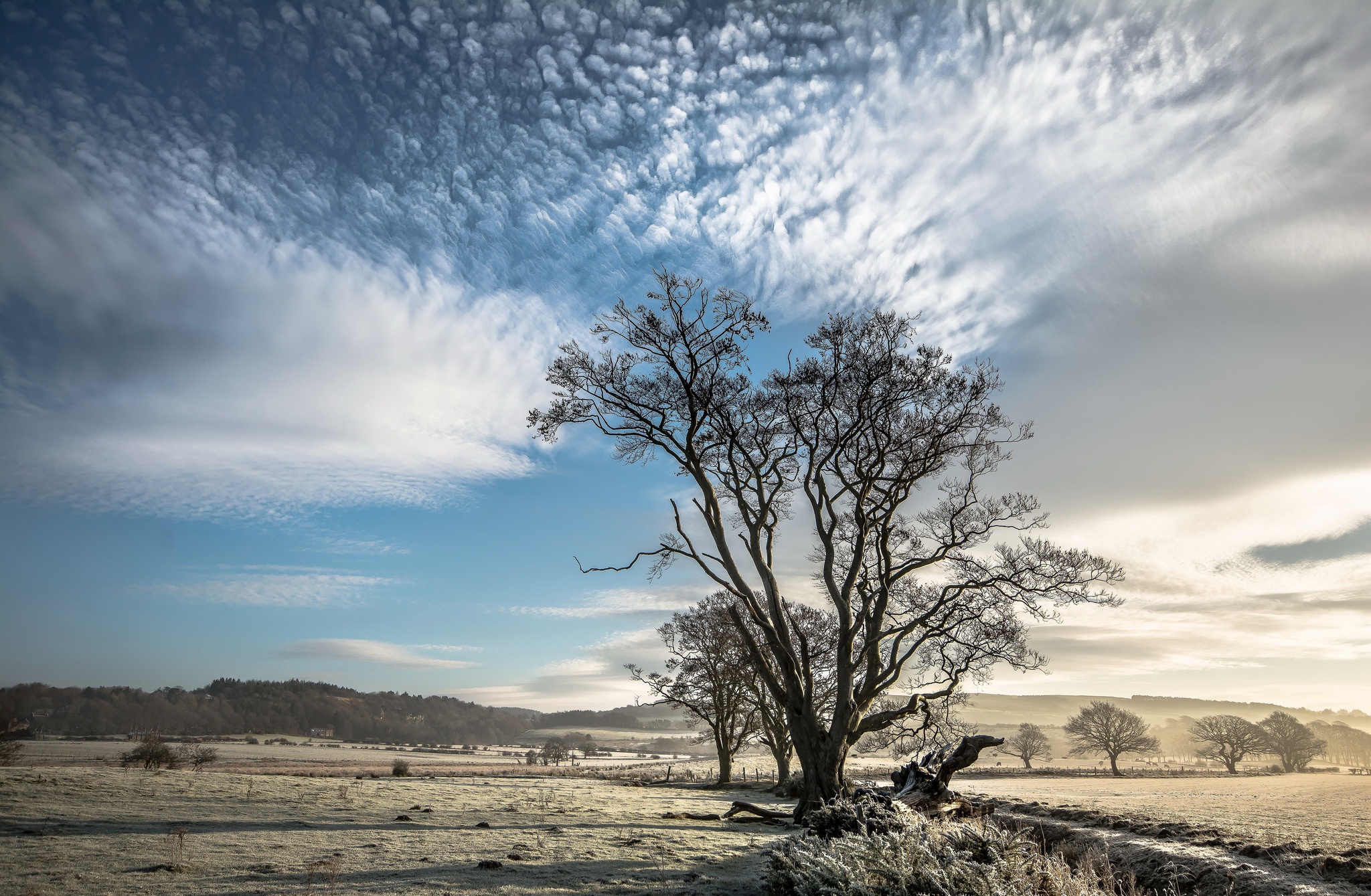 Download Cloud Sky Tree Nature Landscape HD Wallpaper