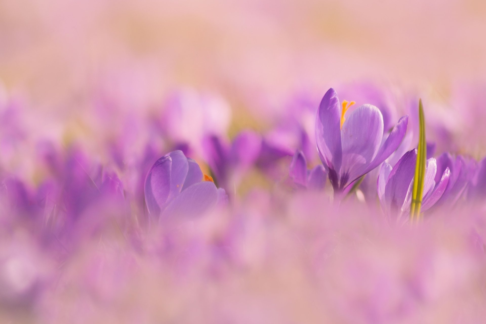 Nature Crocus HD Wallpaper