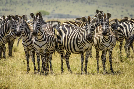 Animal zebra HD Desktop Wallpaper | Background Image