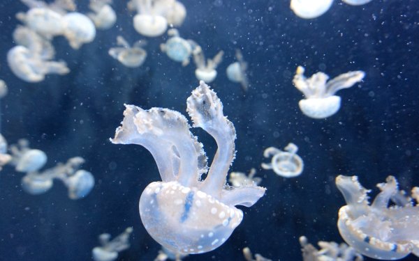 Animal Jellyfish Sea Life Underwater HD Wallpaper | Background Image