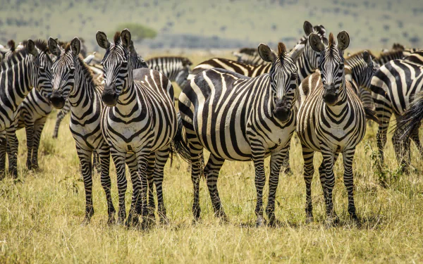 A herd of zebras standing on grassland, captured in sharp detail as a 4K Ultra HD PC desktop wallpaper and background.