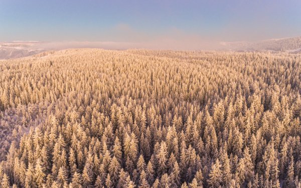 Nature Forest Aerial Winter Horizon HD Wallpaper | Background Image