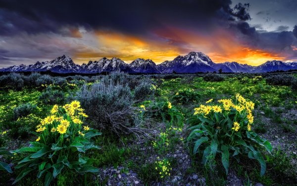 Nature Landscape Mountain Field Flower Sunset HD Wallpaper | Background Image