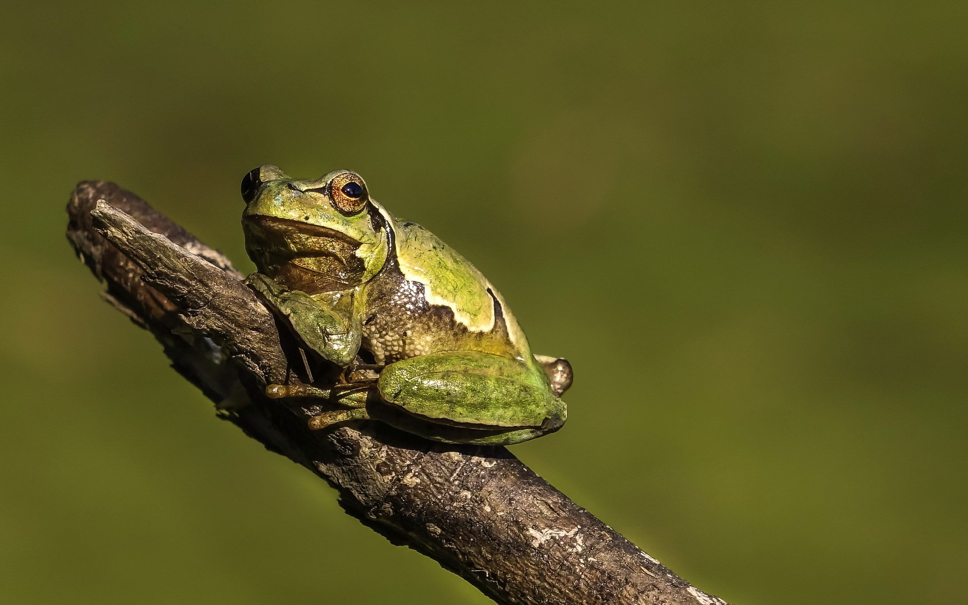 Download Amphibian Animal Frog HD Wallpaper
