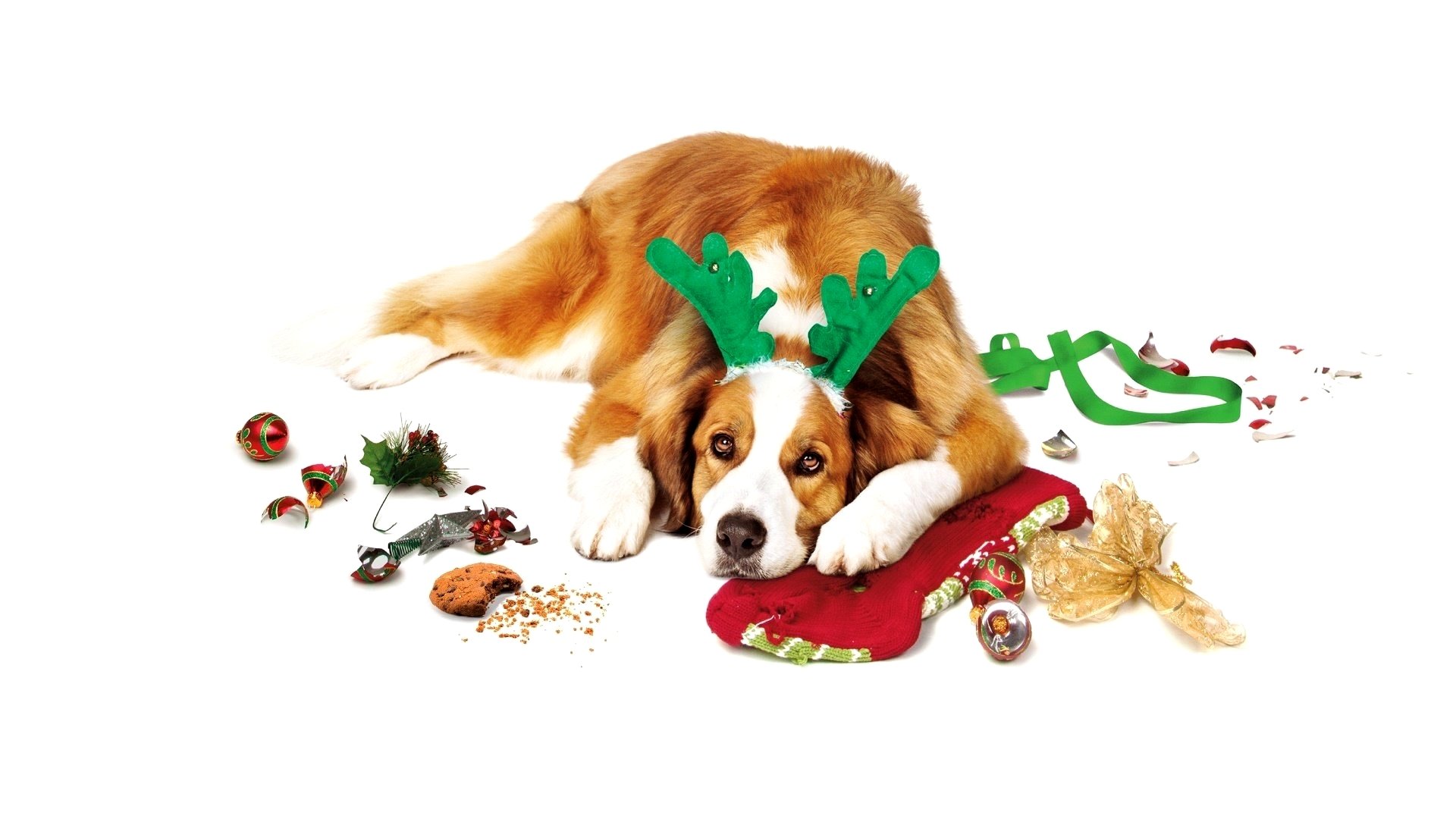 Download Movie Love The Coopers HD Wallpaper