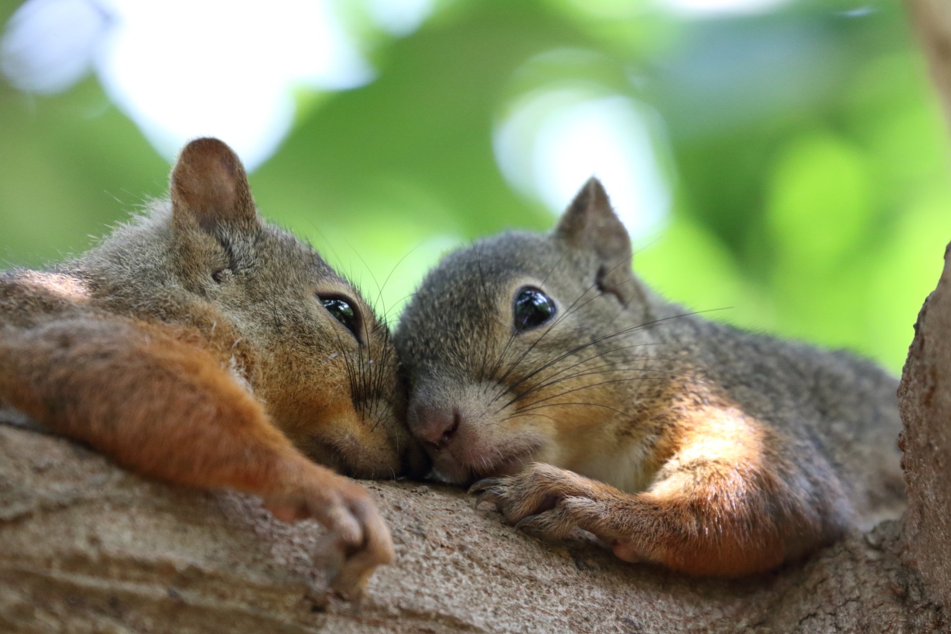 Wallpaper Squirrel Baby Striped