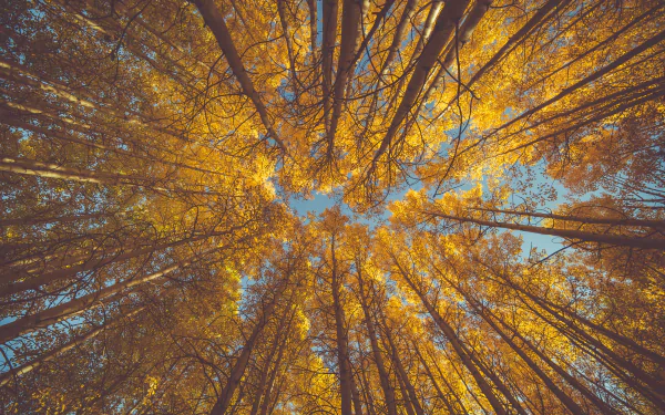 treetops forest tree nature fall HD Desktop Wallpaper | Background Image