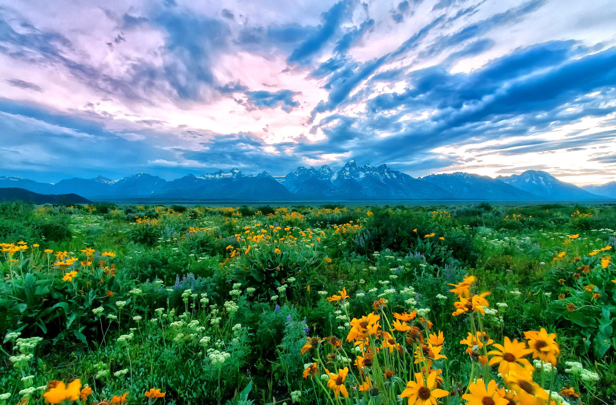 Download Spring Flower Field Mountain Nature Landscape HD Wallpaper
