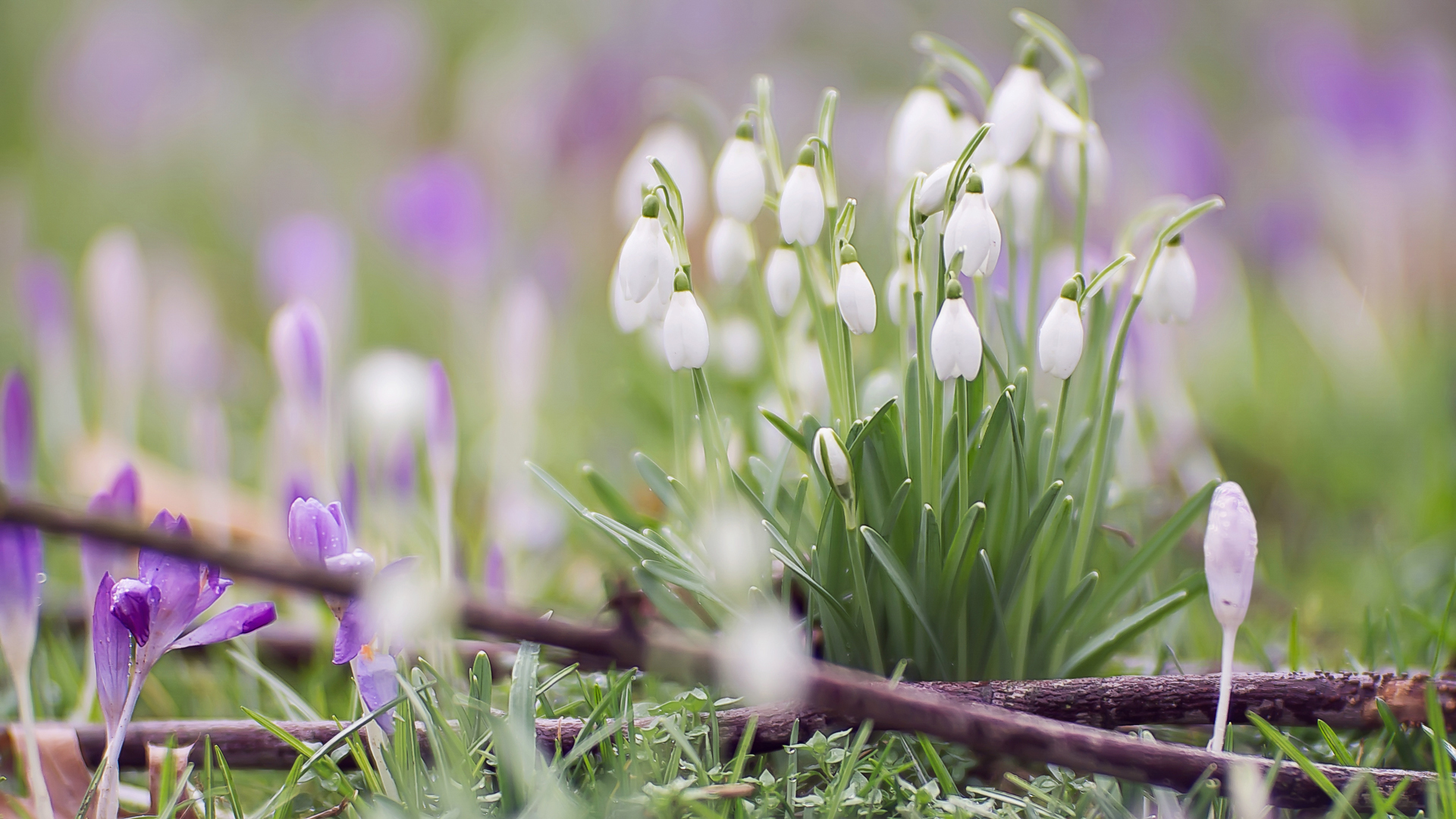 Snowdrops Computer Download White Flower Nature Flower Snowdrop HD Wallpaper