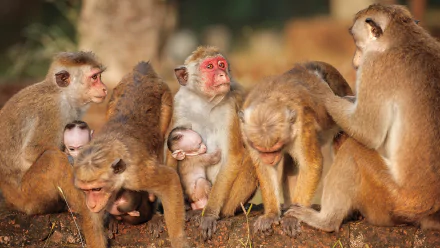 baby animal monkey movie Monkey Kingdom HD Desktop Wallpaper | Background Image