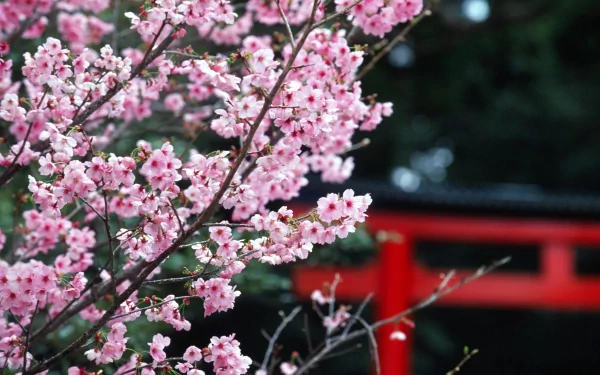 A vibrant branch of pink blossoms contrasts beautifully with a blurred red background, capturing the essence of nature in this HD desktop wallpaper.