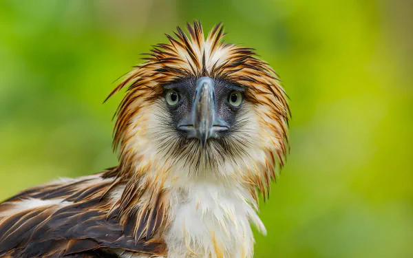 HD desktop wallpaper of a Philippine eagle animal staring forward, close-up on sharp beak and piercing eyes—majestic bird of prey.