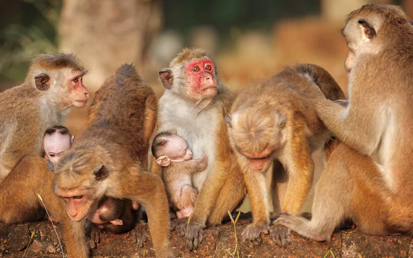 baby animal monkey movie Monkey Kingdom HD Desktop Wallpaper | Background Image
