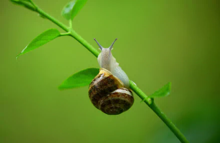 mollusc Animal snail HD Desktop Wallpaper | Background Image
