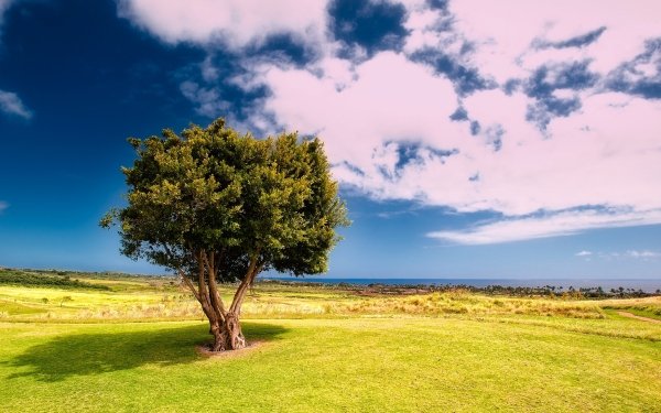 Nature Tree Trees Grass Horizon Cloud HD Wallpaper | Background Image