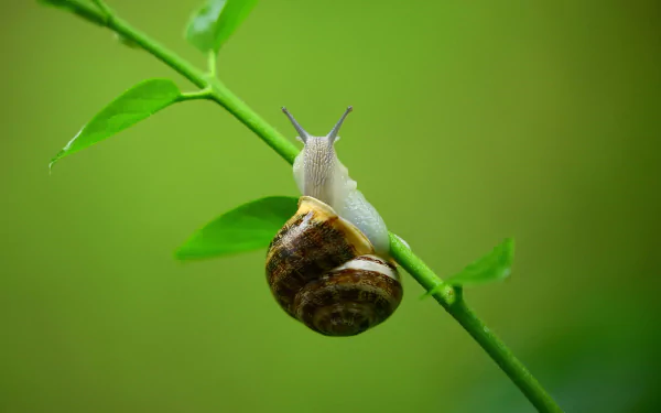 mollusc Animal snail HD Desktop Wallpaper | Background Image