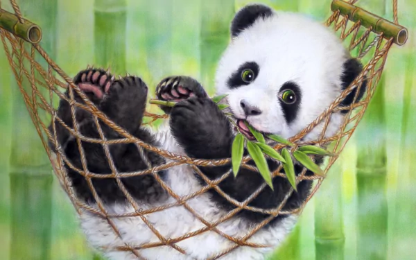 HD wallpaper of a baby panda resting in a hammock, chewing a bamboo leaf, with a background of bamboo stalks.