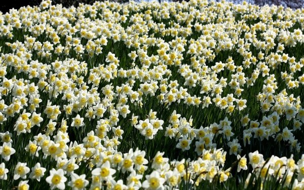 Nature Daffodil Flowers Flower Narcissus White Flower HD Wallpaper | Background Image