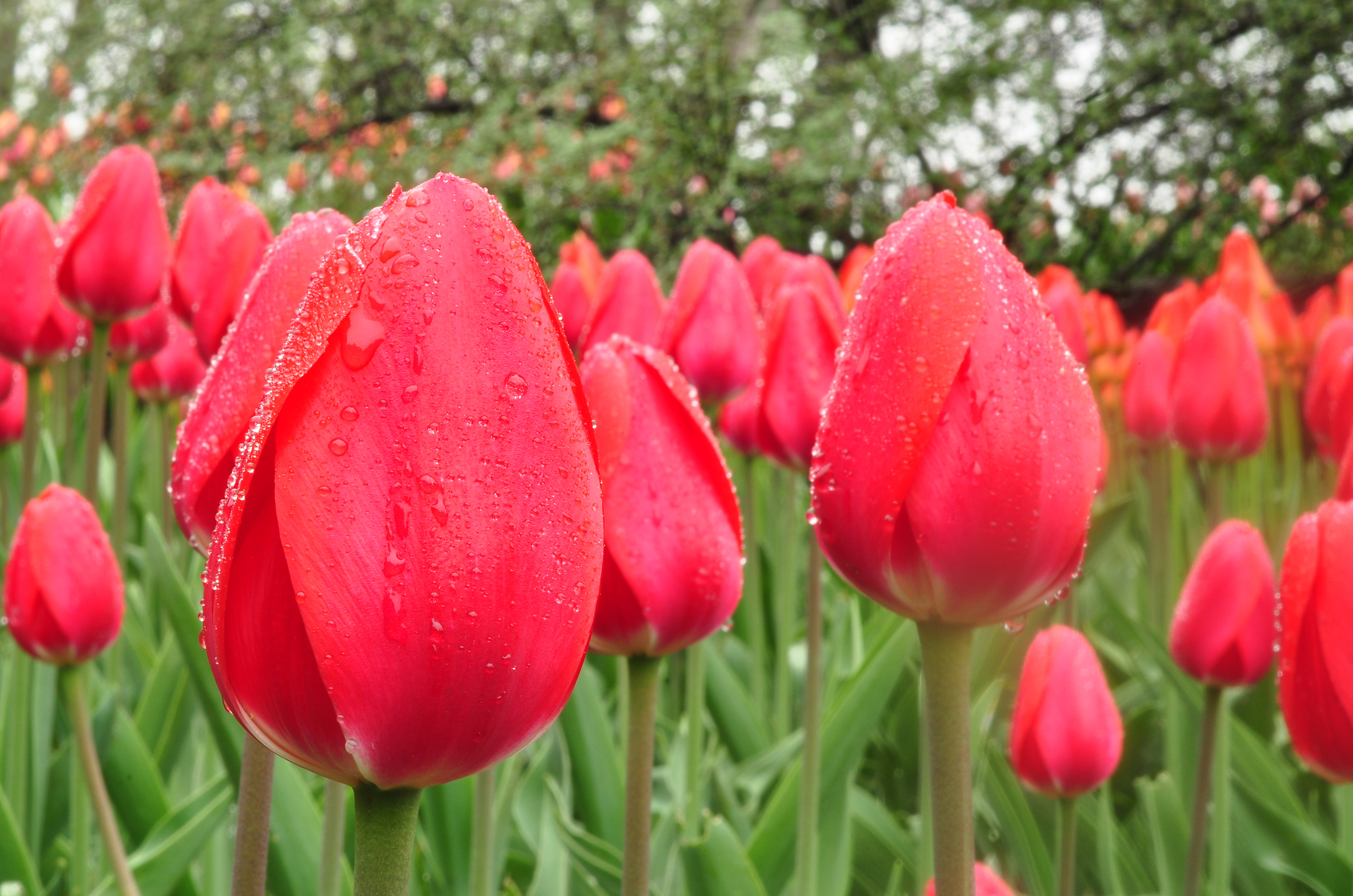 Nature Tulip HD Wallpaper | Background Image