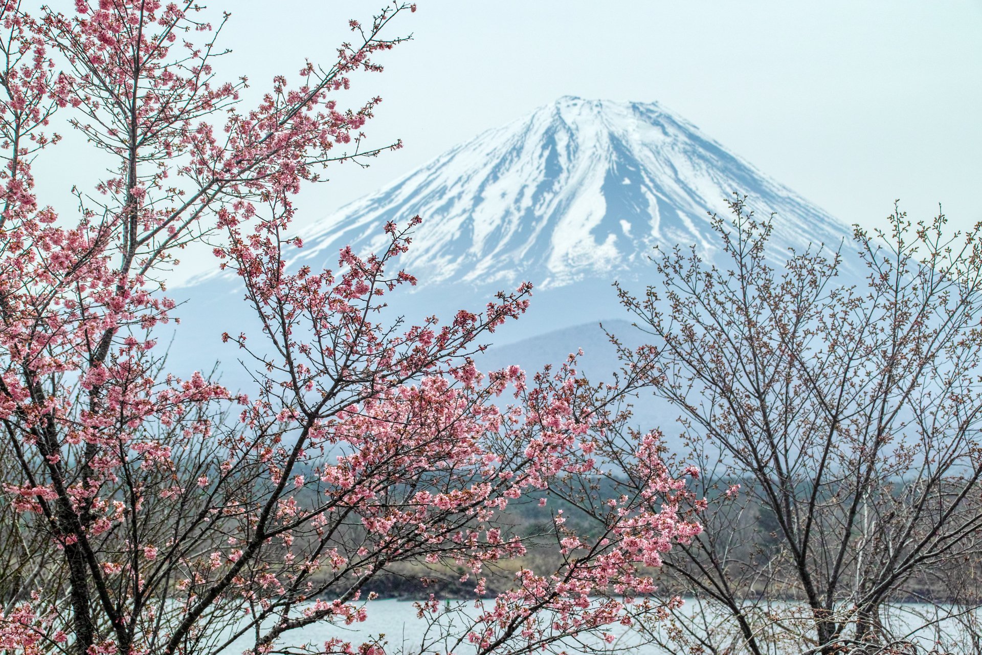 Download Pink Sakura Blossom Branch Spring Nature Mount Fuji 4k Ultra