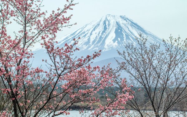 Nature Mount Fuji Volcanoes Spring Branch Blossom Sakura Pink HD Wallpaper | Background Image
