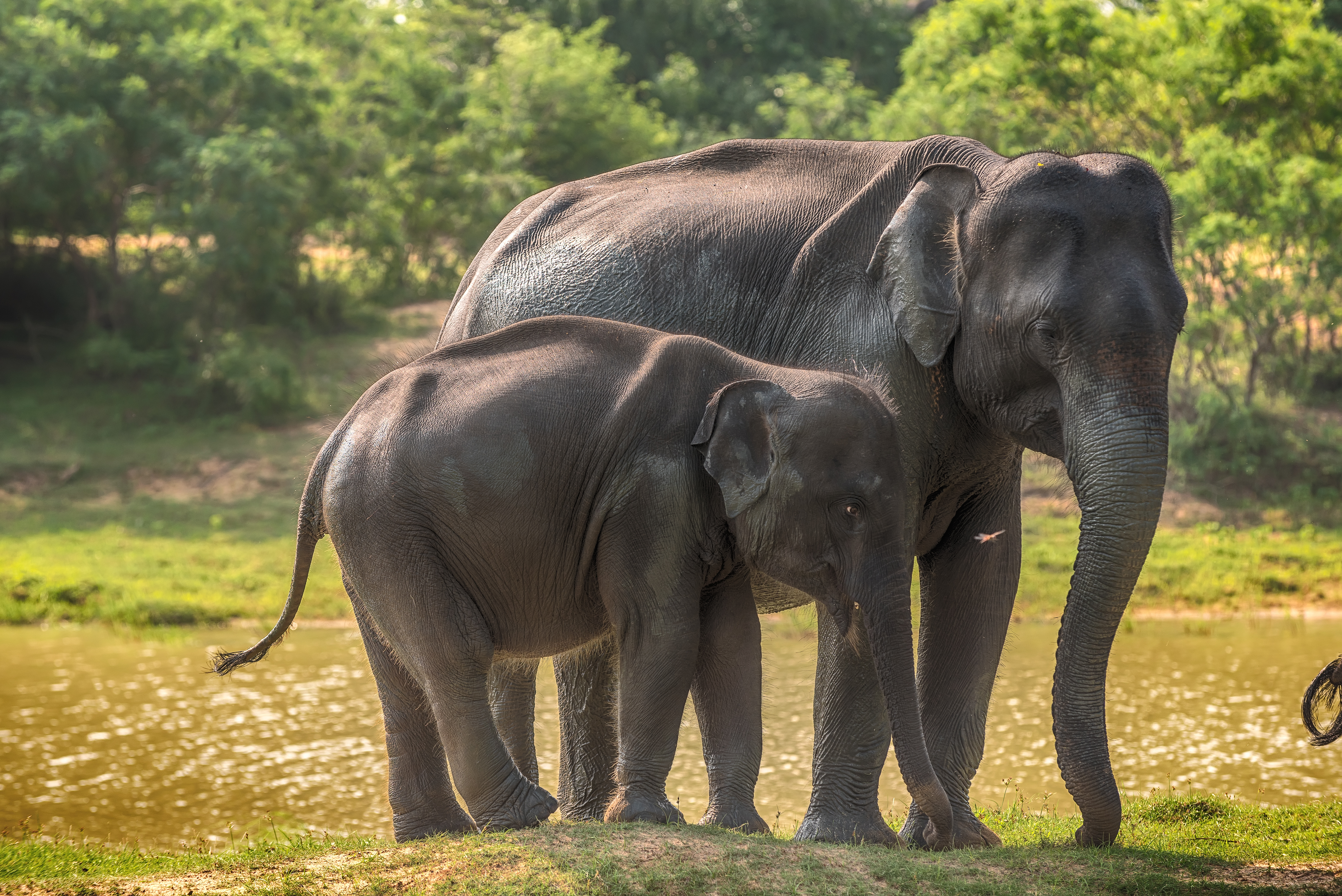 500+ Indian Elephant Pictures | Download Free Images & Stock Photos on  Unsplash