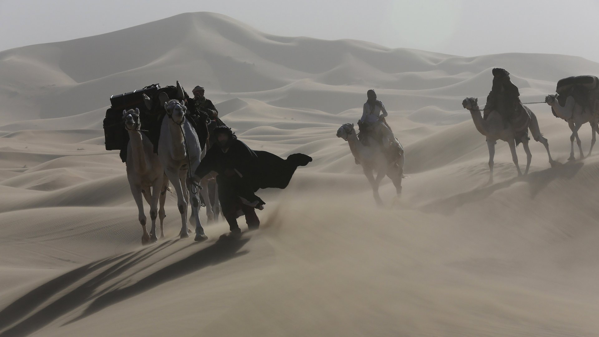 Download Camel Movie Queen Of The Desert HD Wallpaper