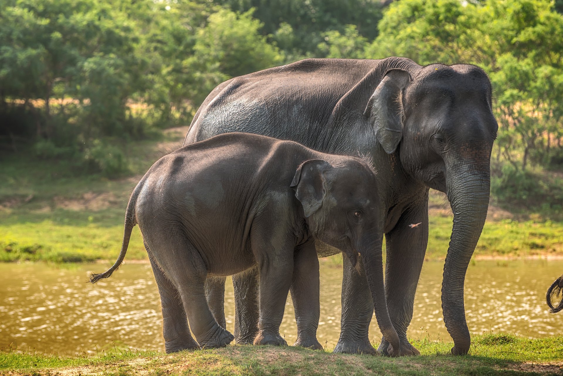5K Ultra HD PC desktop wallpaper: Asian elephant mother and baby (baby animal, animal) standing by a river with a lush green background.