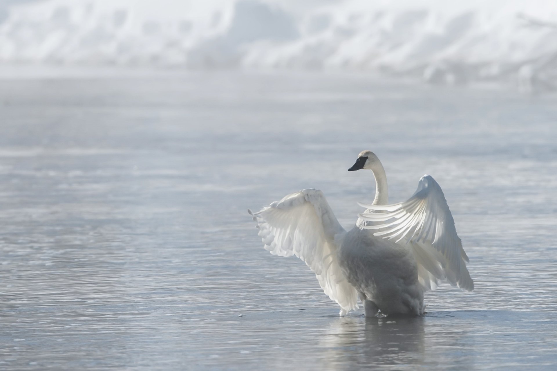 Download Bird Swan Animal Trumpeter Swan HD Wallpaper