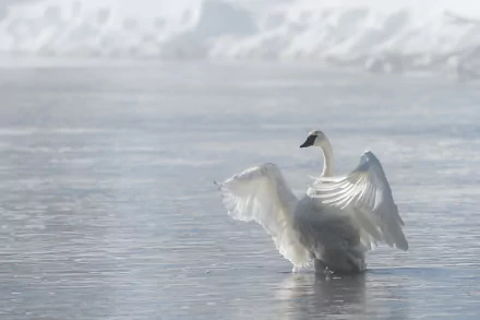HD PC desktop wallpaper: trumpeter swan (bird, animal) rising with wings outstretched on icy, reflective water in a soft winter landscape.