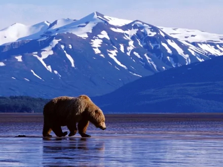 A grizzly bear walks along the shoreline with stunning snow-capped mountains of Denali National Park in the background, showcasing the natural beauty of Alaska.