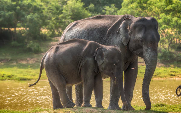 5K Ultra HD PC desktop wallpaper: Asian elephant mother and baby (baby animal, animal) standing by a river with a lush green background.