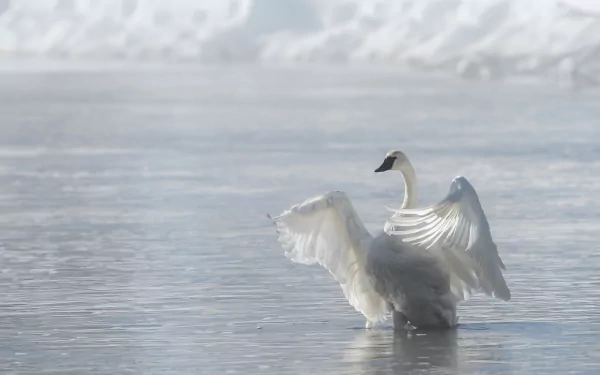 bird swan Animal Trumpeter swan HD Desktop Wallpaper | Background Image
