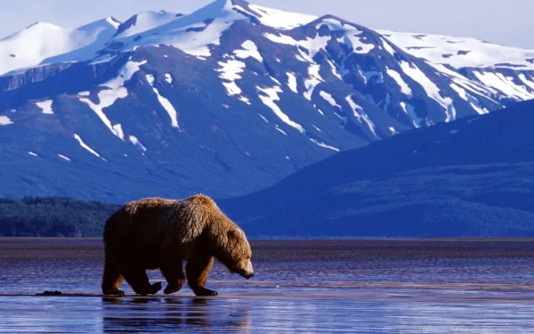 A grizzly bear walks along the shoreline with stunning snow-capped mountains of Denali National Park in the background, showcasing the natural beauty of Alaska.