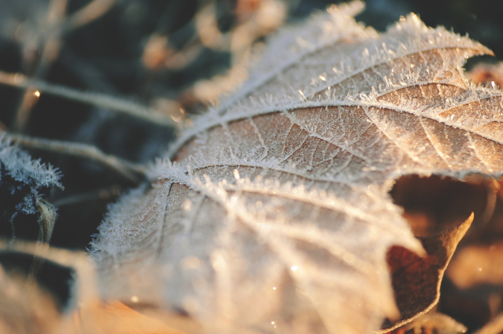 Download Frost Nature Macro Leaf 4k Ultra HD Wallpaper