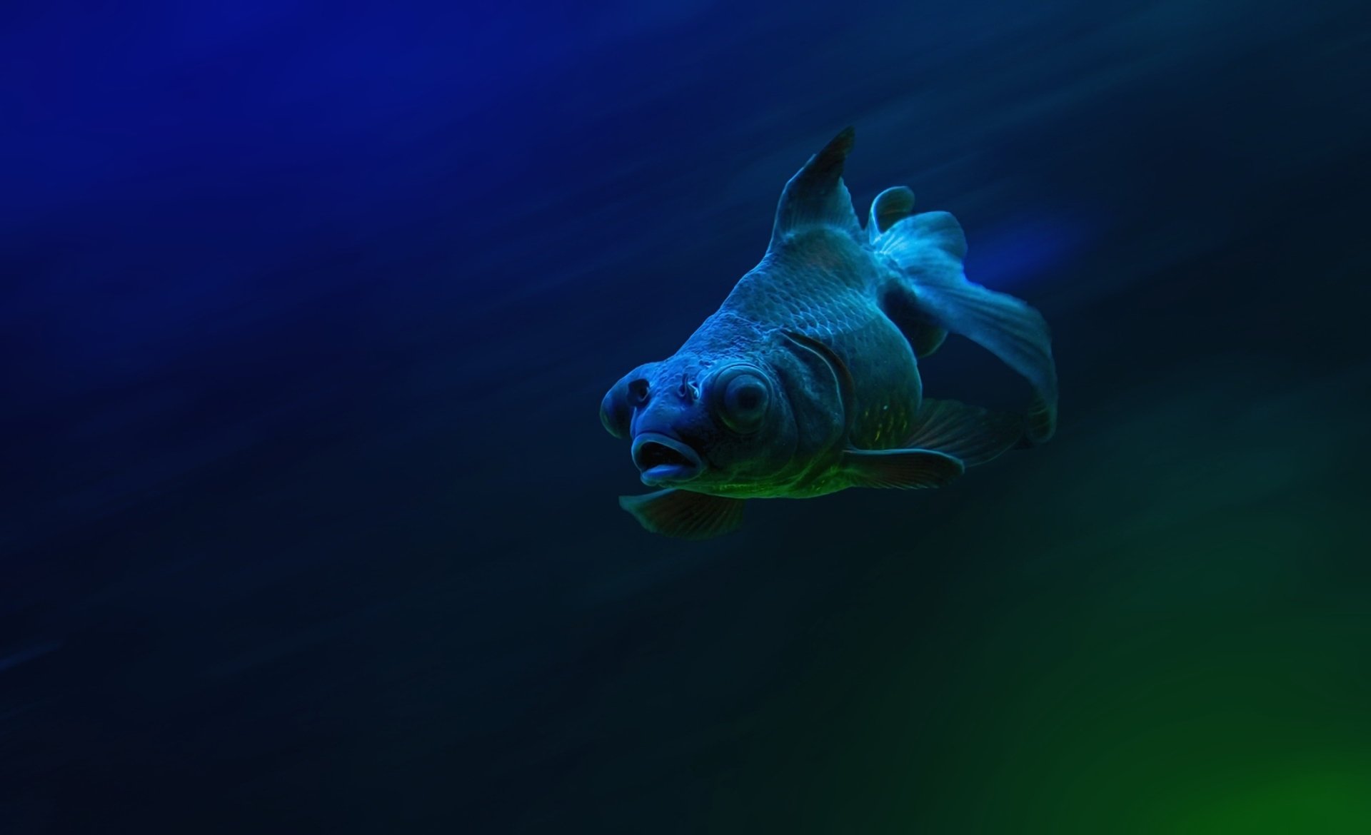 Download Underwater Animal Fish HD Wallpaper
