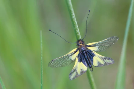  Libelloides coccajus is an Owlfly species belonging to the family Ascalaphidae