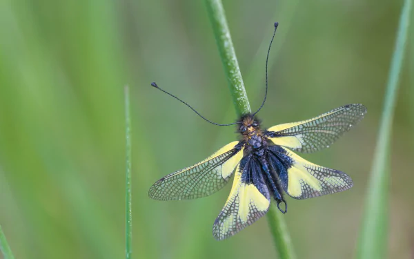  Libelloides coccajus is an Owlfly species belonging to the family Ascalaphidae