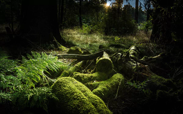fern green forest sunrise plant log wood nature moss HD Desktop Wallpaper | Background Image