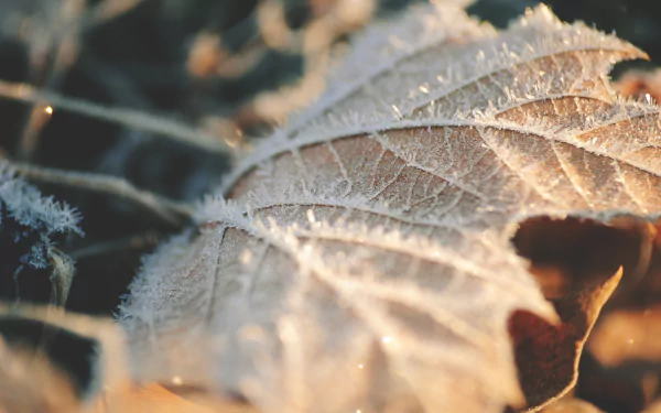 frost nature macro leaf HD Desktop Wallpaper | Background Image