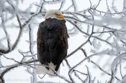 A bald eagle perches on a snow-covered branch amid a winter landscape, captured in high definition for a striking PC desktop wallpaper.