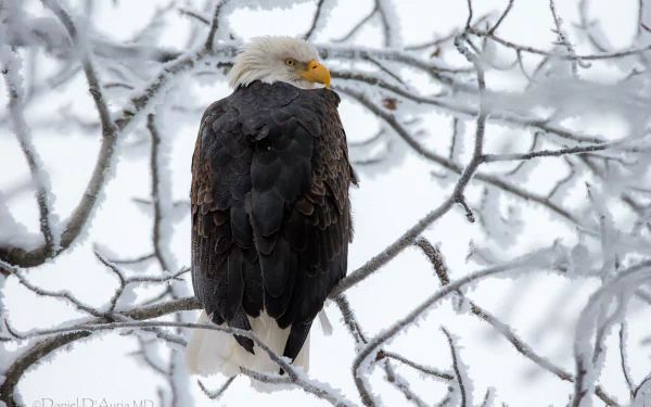  Bald Eagle on Snow-Covered Branches by Daniel D'auria