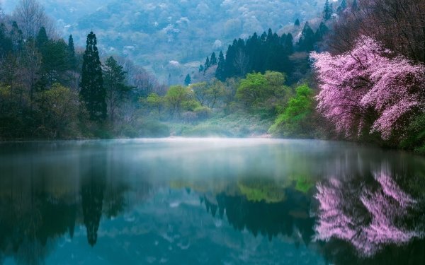 Earth Reflection Nature Lake Spring Fog Tree Blossom Forest HD Wallpaper | Background Image