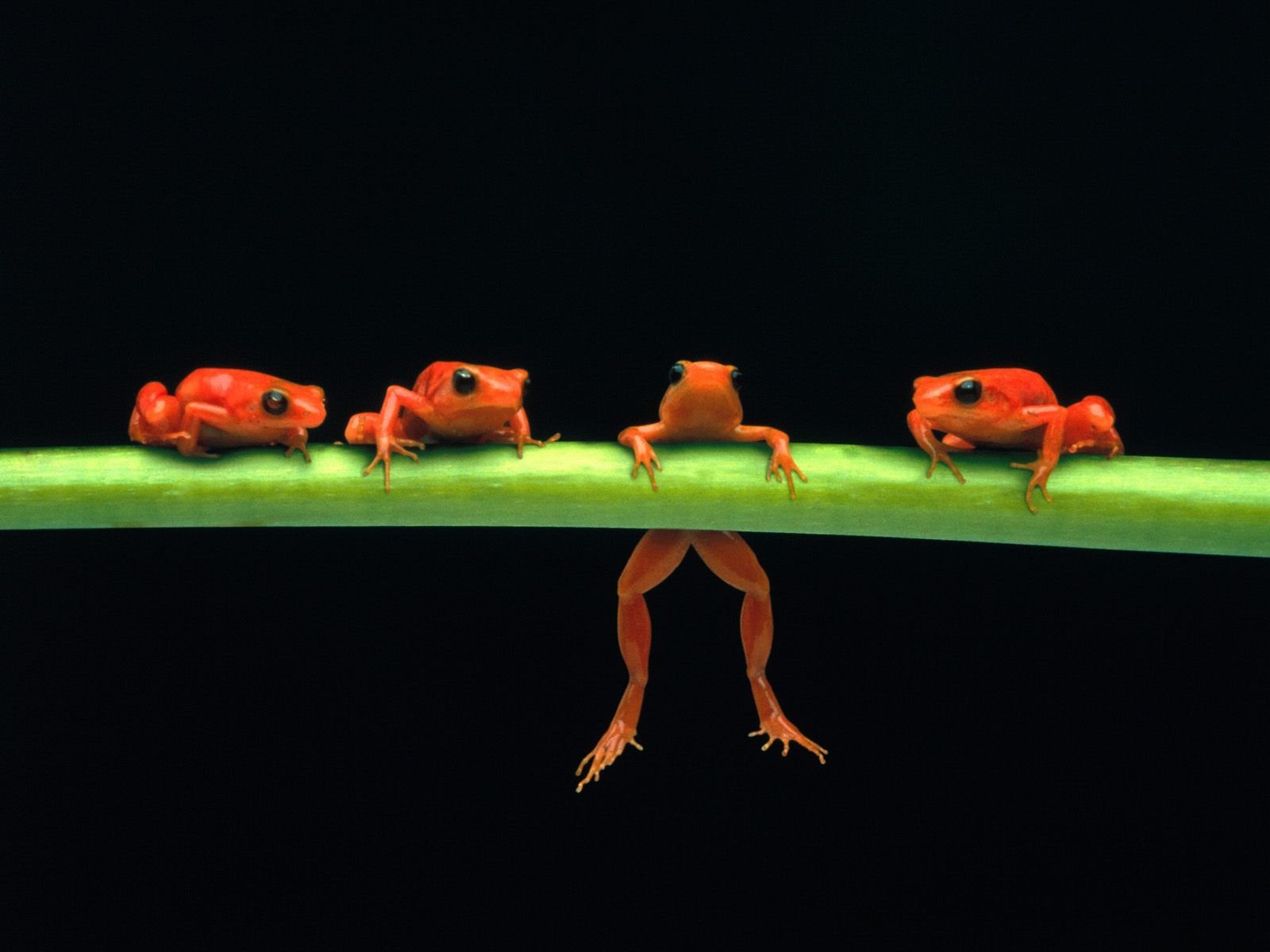 A vibrant HD desktop wallpaper featuring a line of bright red frogs on a green branch against a dark background, showcasing their unique colors and playful stance.